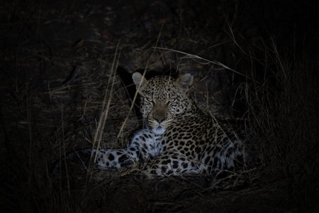 Leopard intense portrait relaxing at night, elusive and solitary animal