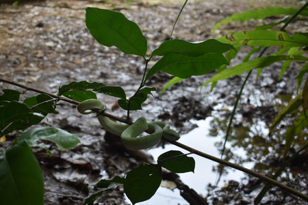 Wagler's palm pit viper hiding with camouflage colors in Borneo rainforest