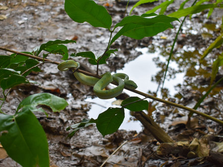 Wagler's palm pit viper hiding with camouflage colors in Borneo rainforest