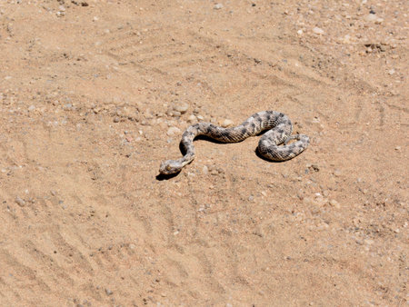 Bitis peringueyi, also known as the Peringuey's adder, Peringuey's desert adder or desert...