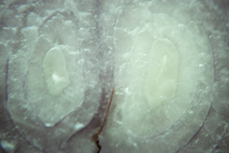 Abstract Food Art Pattern of Red Onion Cross-section photographed close-up and full frame