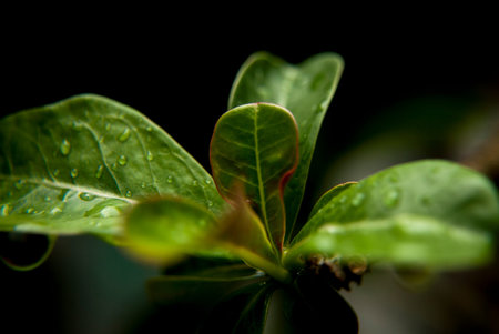 Adenium Desert Rose Flower Leaf On background