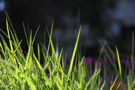 Grass blades