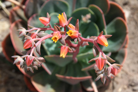 Succulent flowerの写真素材