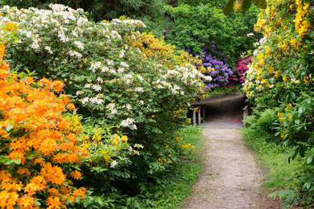 Colourful Rhododendrons in the Rhododendron Wood near Leith Hill Place in Surrey, UK line a footpath leading to a bridge in the woodland setting. The flowers are brightly lit with selective focus.の写真素材