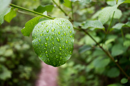 Water drops on the surface of a leaf. The rain drops stuck to the leaf follow the veins within the...