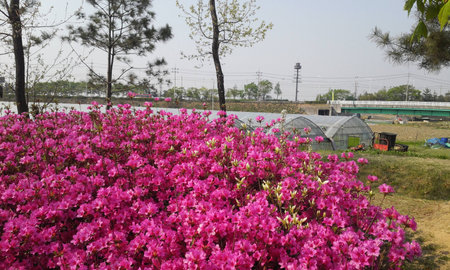Azaleaの写真素材