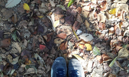 autumnの写真素材