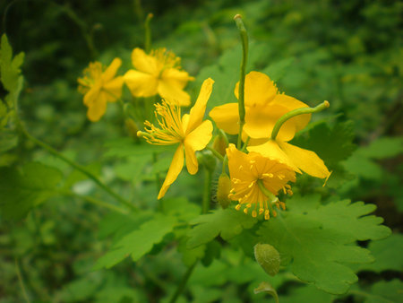 springの写真素材
