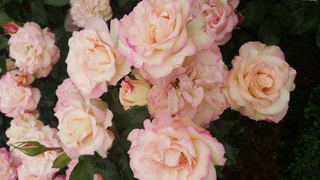 Roseの写真素材