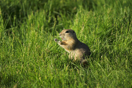 A gopher calling out in the middle of a meal