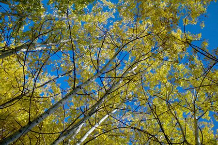 Golden autumn birch tree leaves against a blue skyの写真素材