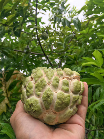 The Sugar Apple On The Hand