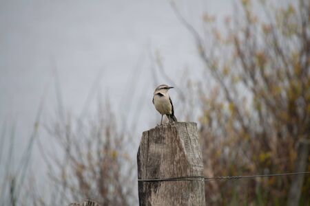 Bird perched on fence post, under a tree and with blue skyの写真素材