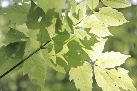 Lit Leaves with Shadow Imprints