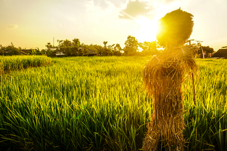 The man in the rice fieldsの写真素材