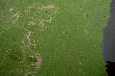 algae and pollution on a lake with growingの写真素材