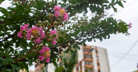 pink flower on a tree on cloudy day with raindrops on top