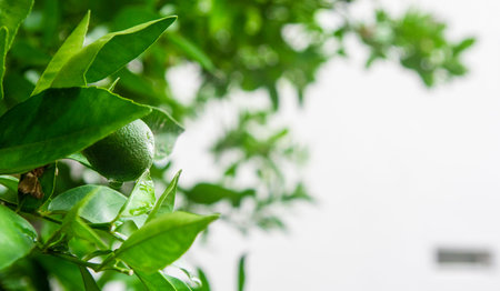 SMALL GROWING ORANGE ON GREEN TREE ON A CLOUDY DAY WITH RAIN DROPS
