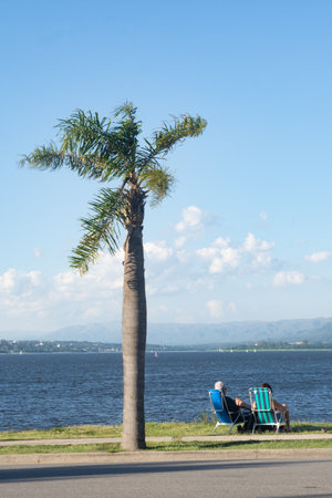 PALM TREE ON A WINDY DAY WITH AN ELDERLY COUPLE IN REST WATCHING THE LAKEの写真素材