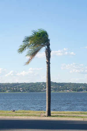 PALM TREES WITH WIND OVER A LAKE ON THE SHORESの写真素材