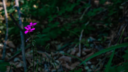 A selective focus shot of a pink flower in the middle of a forestの写真素材