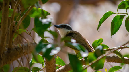 Portrait of a bulbul, Pycnonotus goiavier, perched on a branch