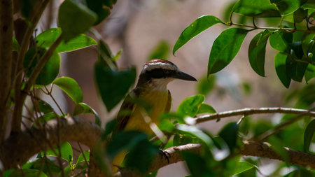 A closeup shot of a yellow bird sitting on a tree branchの写真素材