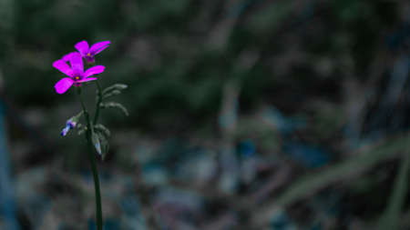 A selective focus shot of a purple flower in the middle of a blurred backgroundの写真素材