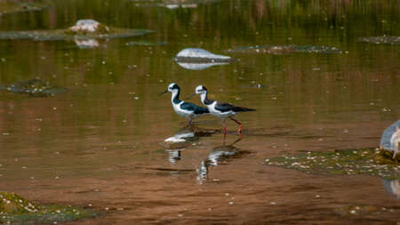 Black-necked stilt (Himantopus himantopus)の写真素材