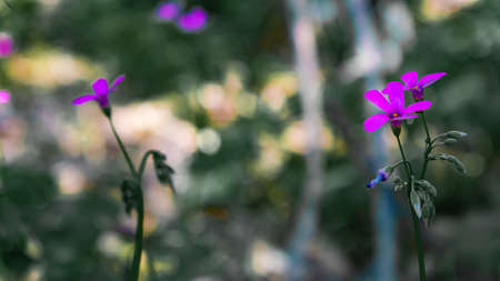 Close-up of purple flowers in the garden with bokeh backgroundの写真素材