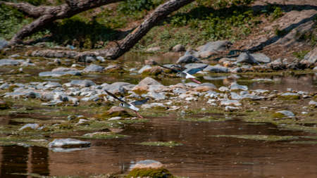 Black-winged stilt (Himantopus himantopus) in natural habitatの写真素材