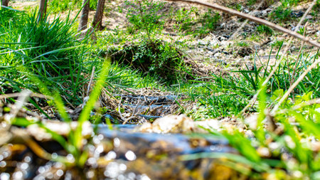 A small stream flows through the forest. The concept of environmental protection.