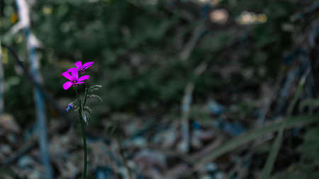 A selective focus shot of a purple flower in the middle of a forestの写真素材