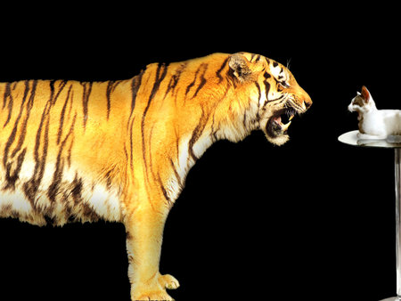 Tiger versus cat business concept