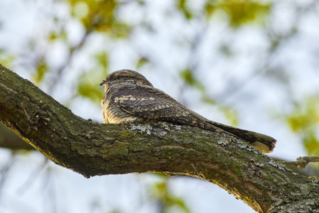 The European nightjar (Caprimulgus europaeus), common goatsucker is a crepuscular and nocturnal bird in natural habitatの写真素材