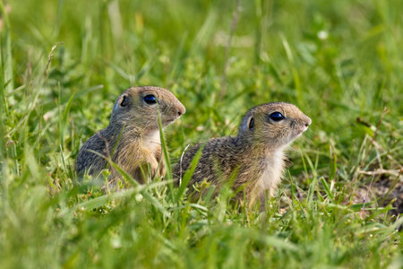 European ground squirrel (Spermophilus citellus) in natural habitat. Two young ground squirrel.の写真素材