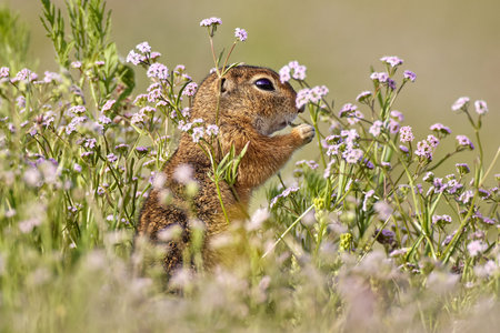 European ground squirrel (Spermophilus citellus) in natural habitat