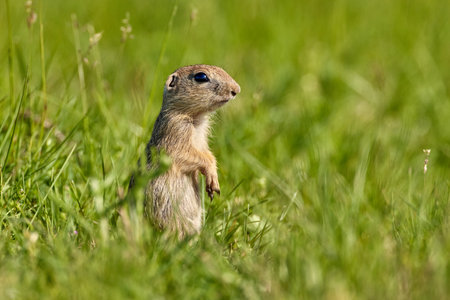 European ground squirrel (Spermophilus citellus) in natural habitatの写真素材
