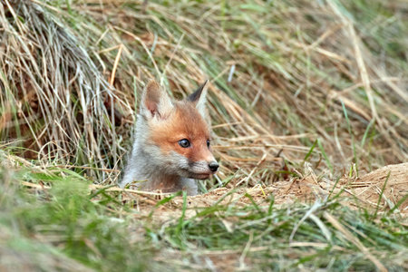 Red fox cub in natural habitatの写真素材