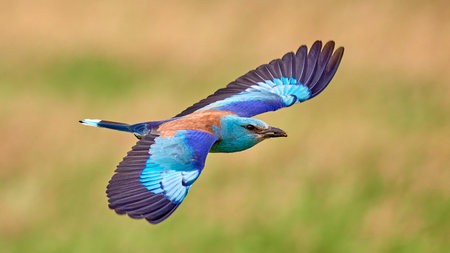 Blue roller, (Coracias garrulus) with prey in its beak in flight. European roller (Coracias garrulus) in natural habitatの写真素材