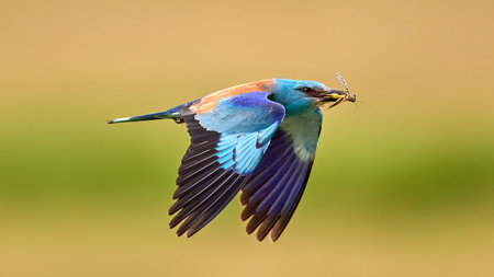 Blue roller, (Coracias garrulus) with prey in its beak in flight. European roller (Coracias garrulus) in natural habitatの写真素材