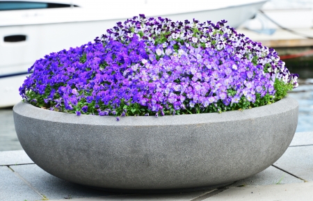 Flower pot in Oslo Harborの写真素材