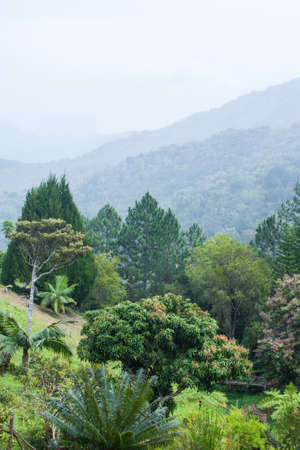 Landscape with various species of tropical trees in a valley of Mauritius on a cloudy dayの写真素材