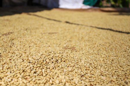 Coffee in the Wet Parchment Stage drying as honey and natural processの写真素材