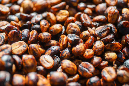 Wet Parchment Coffee in the black honey drying stageの写真素材