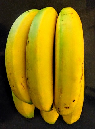 A hand of ripe yellow bananas.の写真素材