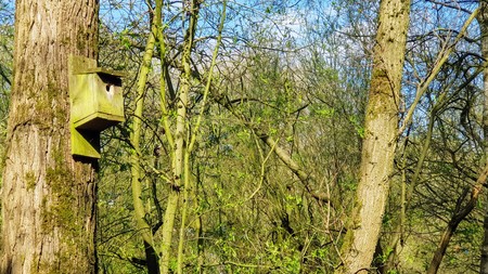 A bird box high up in the treesの写真素材