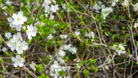New growth forming on the bushesの写真素材