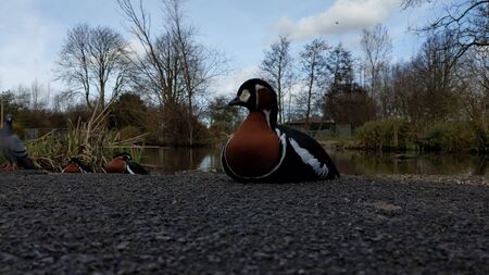 A red breasted goose sat on tarmac footpath near the water's edge with trees and foliage in the background.の写真素材